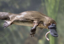 Sexo em ornitorrincos é definido por gene raro, diz pesquisa